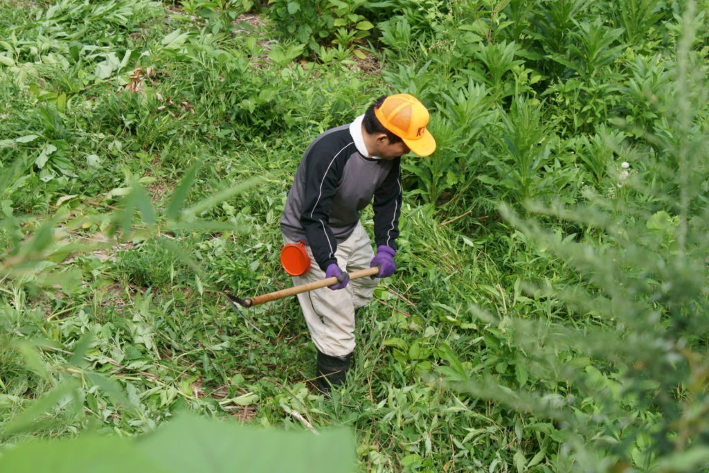 弥陀ヶ原を手鎌で草刈り！！